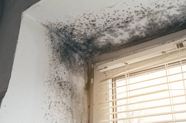 Trusted Attic Mold Removal service in Ashburn, VA - Cheap Mold Removal